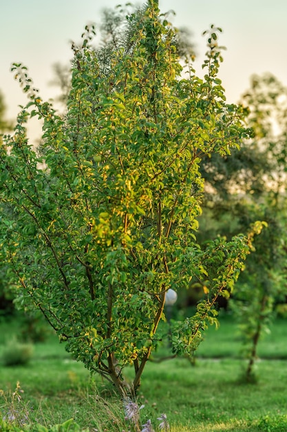 Photo decorative plant in the garden of a country house