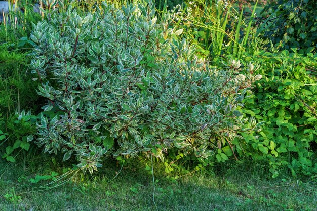 写真 カントリーハウスの庭にある装飾用の植物