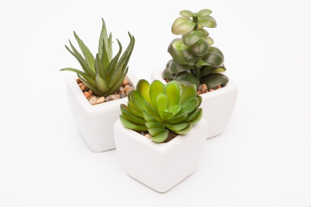 Decorative plant in a pot on a white background for the interior