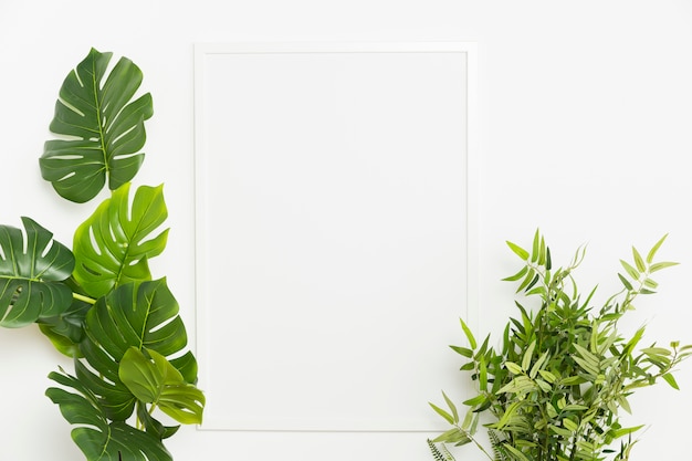 Photo decorative plant with empty frame