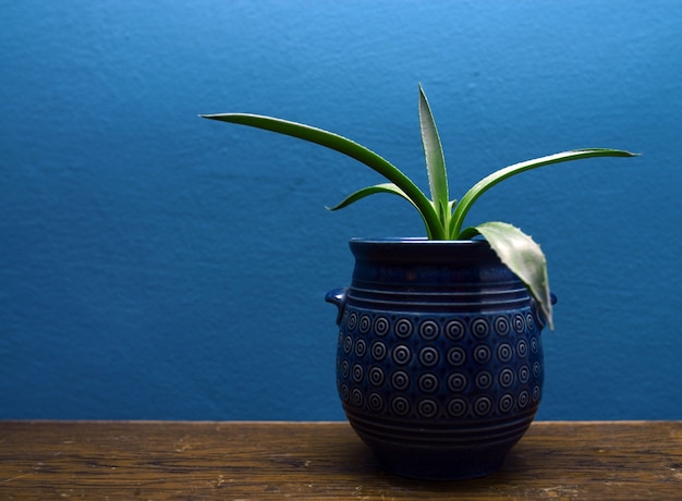 Photo decorative plant