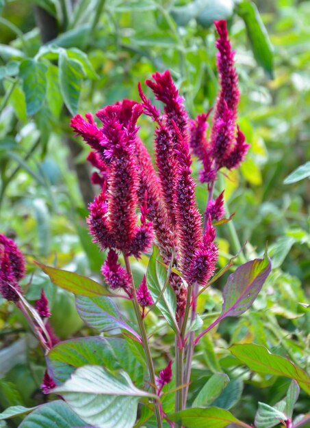 Photo decorative plants celosia burgundy color selective focus