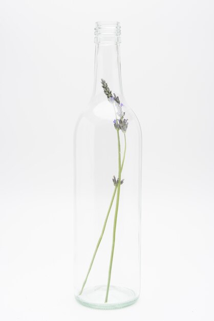 Photo decorative plants in transparent glass bottle, isolated on white background.