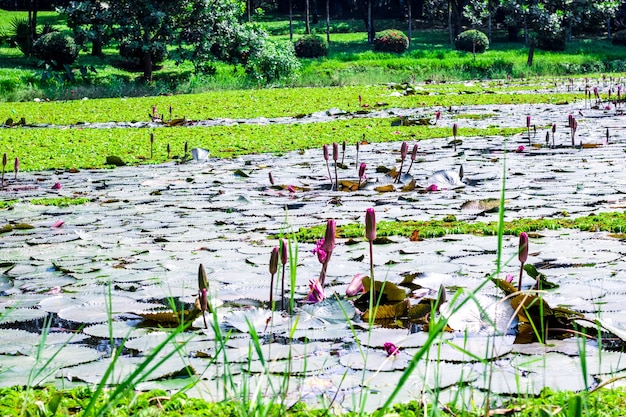 A decorative pond with full of red lotus flowers or water lily