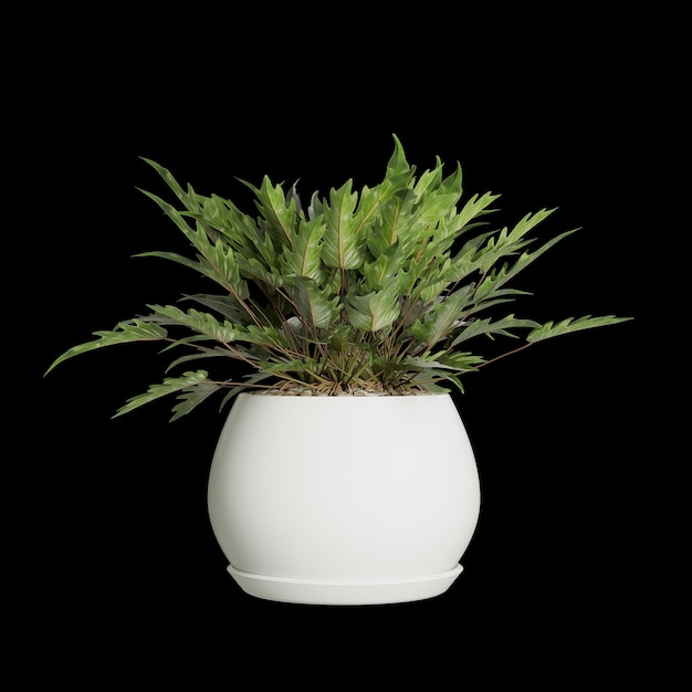 decorative potted plant isolated on black