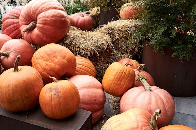 Decorative pumpkins at farm market stands on sheaves of hay .Thanksgiving holiday season and Halloween decor