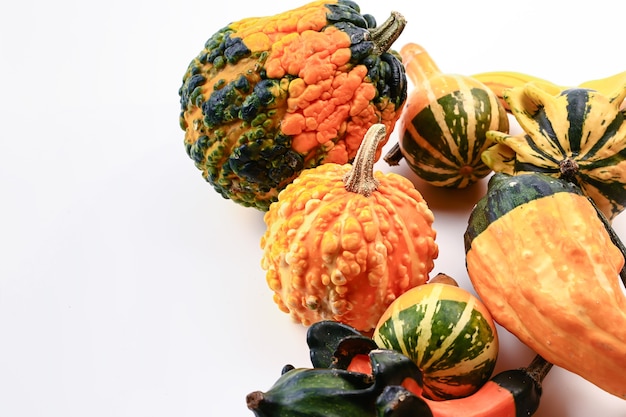 Decorative pumpkins on a white background. Soft selective focus. Autumn background.