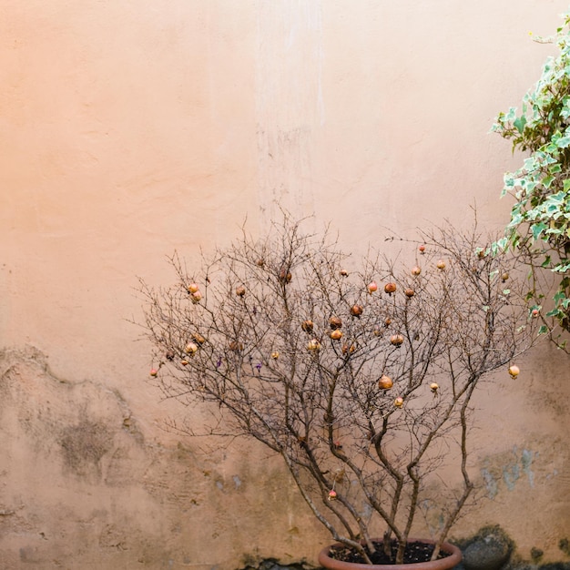 熟したザクロと装飾的なプニカの木
