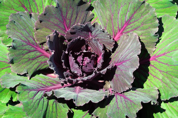 Decorative purple cabbage