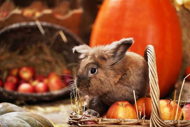 Coniglio decorativo in autunno, seduto tra le zucche di fieno e mele.