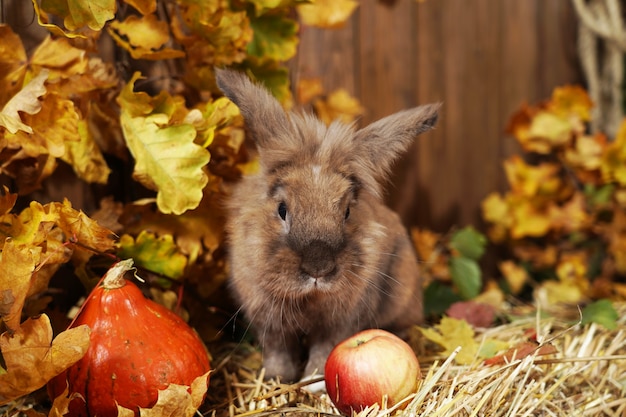 Decorative rabbit in the autumn location,sitting on a haystack of straw with his ears raised.