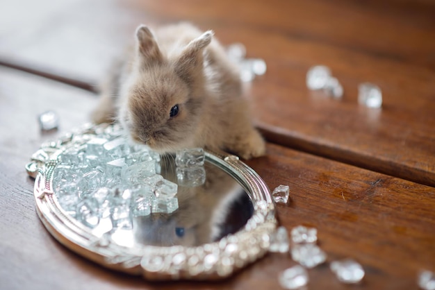 Decorative rabbit on the table looks in the mirror and sees its reflection