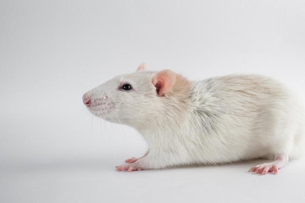 Decorative rat on white background, side view.