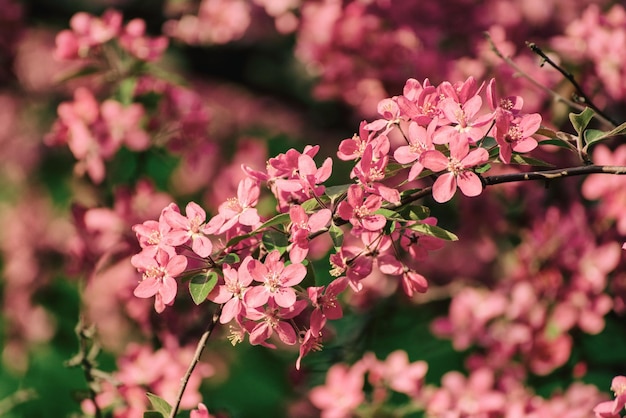 Decorative red apple tree flowers blossoming at spring time, floral natural background