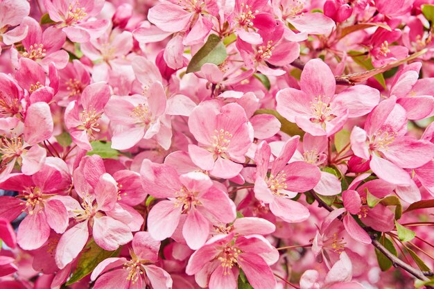 春に咲く装飾的な赤いリンゴの木の花