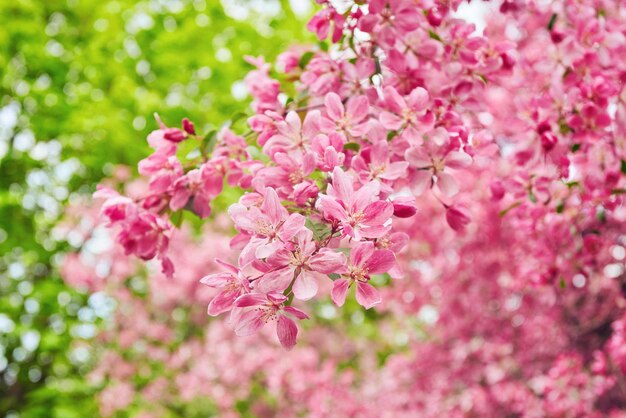 Decorative red apple tree flowers blossoming at spring time