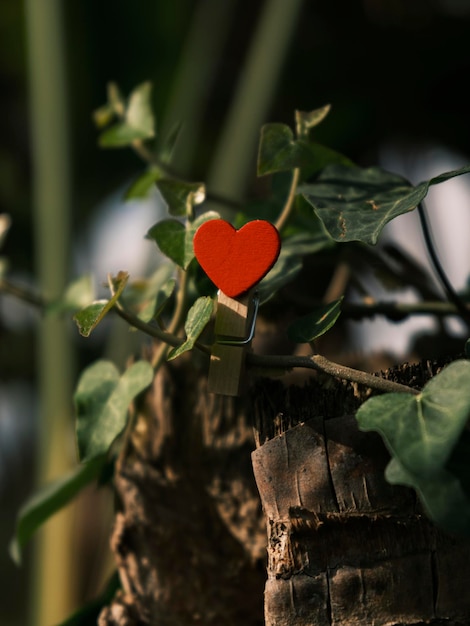 Decorative red heart among tree leaves