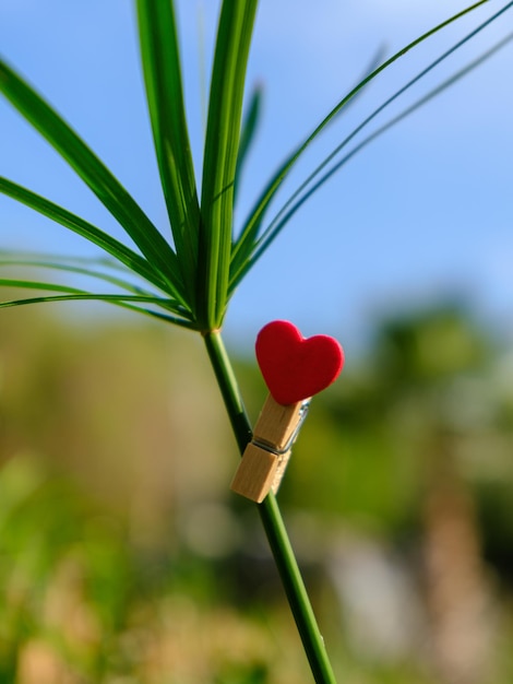 Foto cuore rosso decorativo su un albero