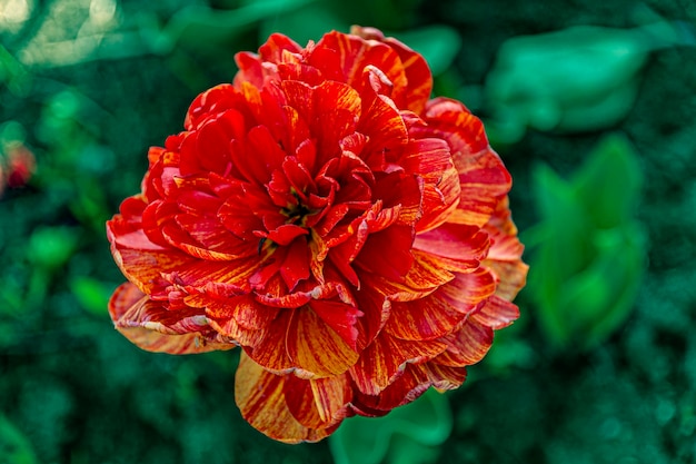 装飾的な赤い牡丹形のチューリップの花