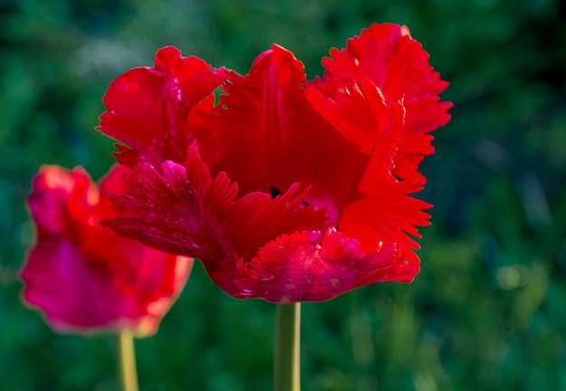 Decorative Red Tulip Parrot Flower