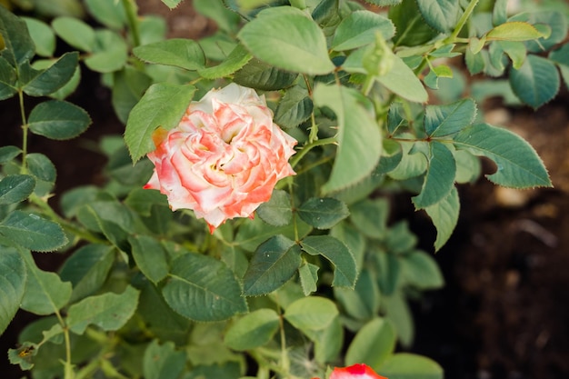 Decorative rose in the garden closeup top view