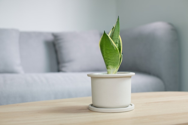 リビングルームの木製テーブルに装飾的なサンセベリア植物。灰色のセラミックポットのSansevieria trifasciata Prain。