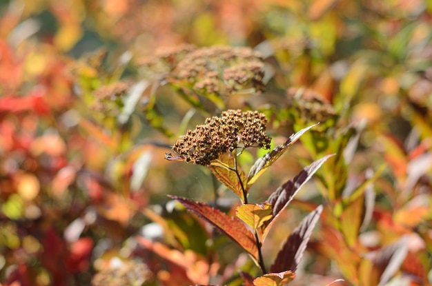 decorative shrub in autumn on a sunny day