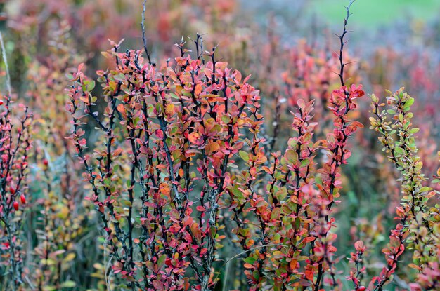 decorative shrub with red leaves closeup