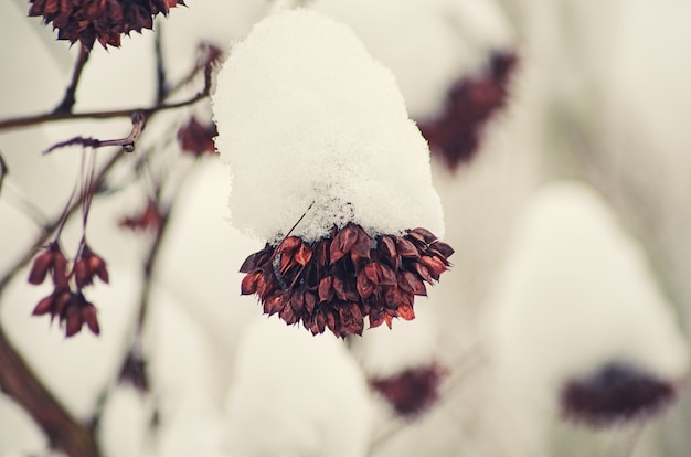 decorative shrubs were covered with snow