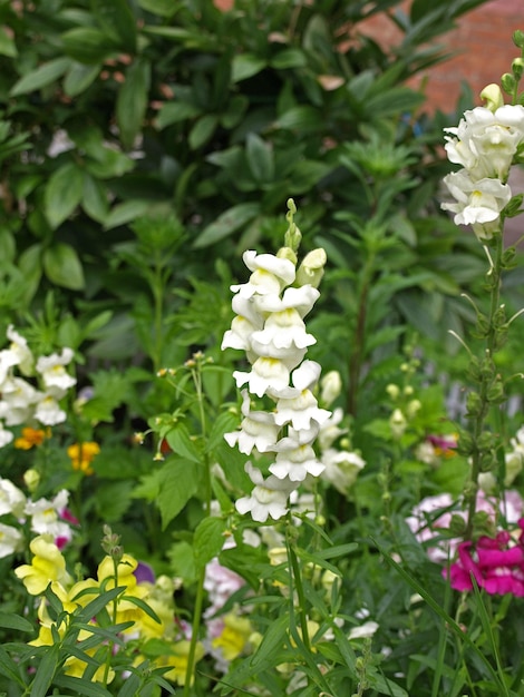 Decorative snapdragon flower in the garden