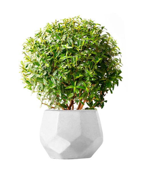 Декоративное сферическое растение в керамическом горшке на белом фоне