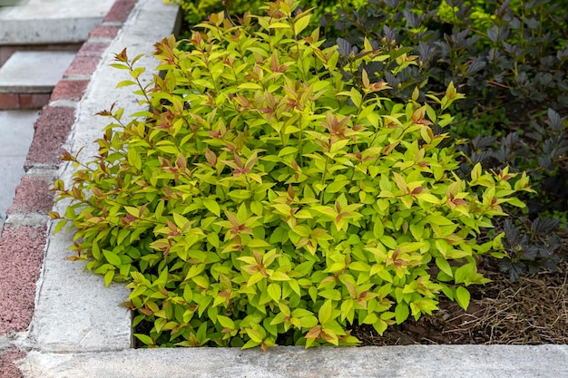 Decorative spirea bushes in the garden. Landscape design.