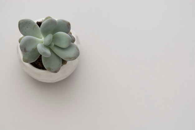 Decorative succulent plant in a pot