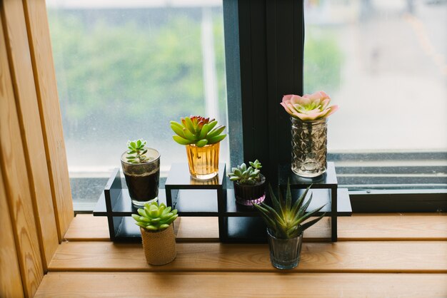 Decorative succulents in a beautiful variety of pots on the windowsill in the home or office