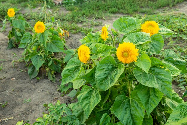 Decorative sunflower Bright large yellow flower of decorative sunflower