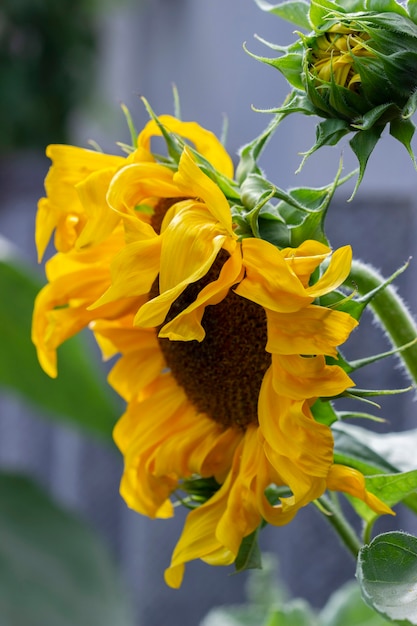 Photo decorative sunflower flowers in the summer garden. selective focus.