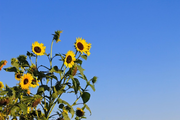 Decorative sunflowers on the blue sky background