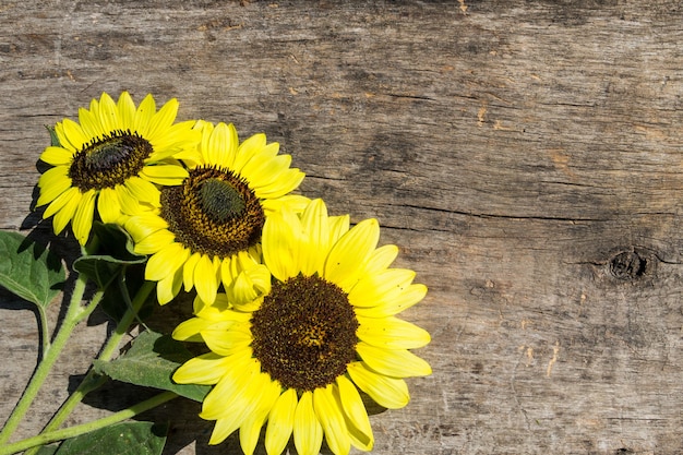 Decorative sunflowers on the wooden background