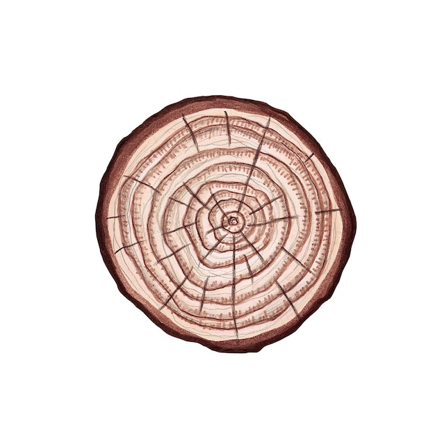 decorative tree cut section _ hand drawn marker illustration in watercolor technique