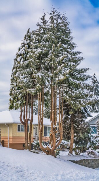 Decorative trees on land terrace in front of the family house