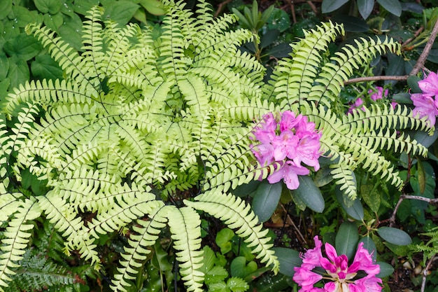 Alberi decorativi arbusti e fiori in giardino: rododendro, felci, orchidee