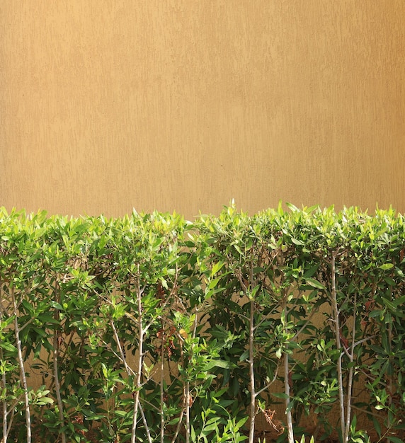 decorative trimmed trees on a summer sunny day