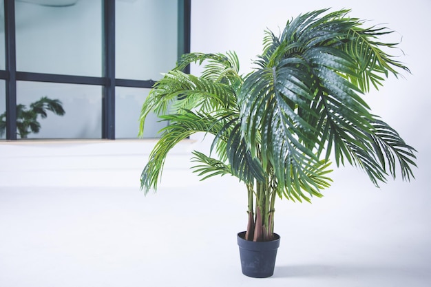 Decorative tropical plants