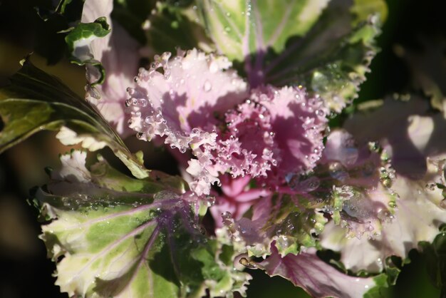 露のしずくが付いている装飾的な紫色のキャベツbrassicaoleraceaはクローズアップ