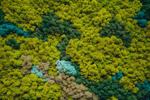 緑の苔の装飾的な壁。素朴な背景。