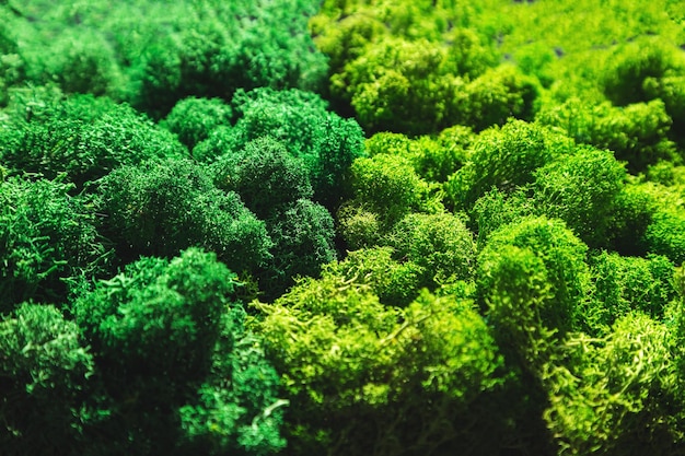 創造的な生態学的背景としての緑の安定した苔で作られた装飾的な壁現代のインテリアの苔の壁バイオフィリアとバイオフィリックデザインのコンセプト選択的な焦点