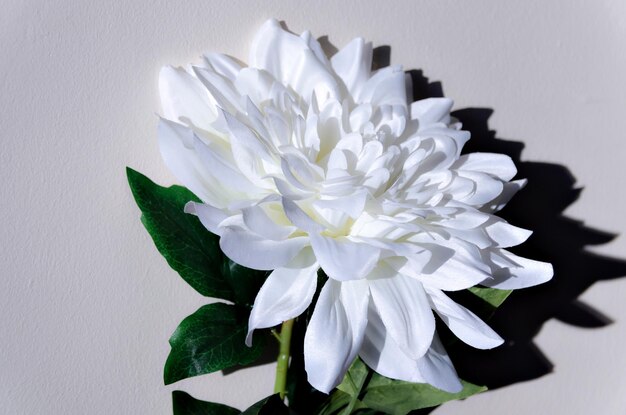 Decorative white flowers with a warm image.