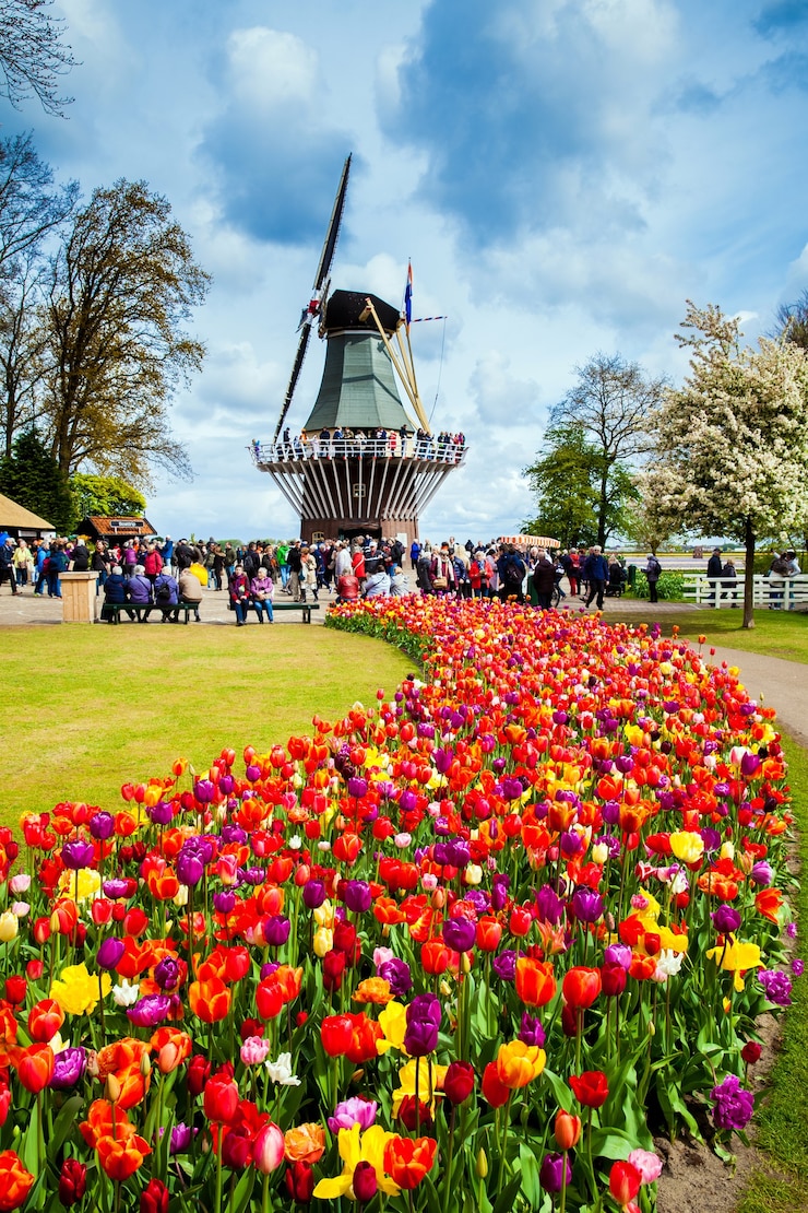 Photo decorative windmill in keukenhof park. tourists walking in blossom colorful tulip field