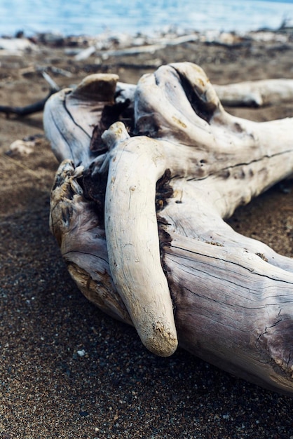 a decorative wood structure with fibers parts of the trunk of a tree branch on the sand background decoration aesthetics