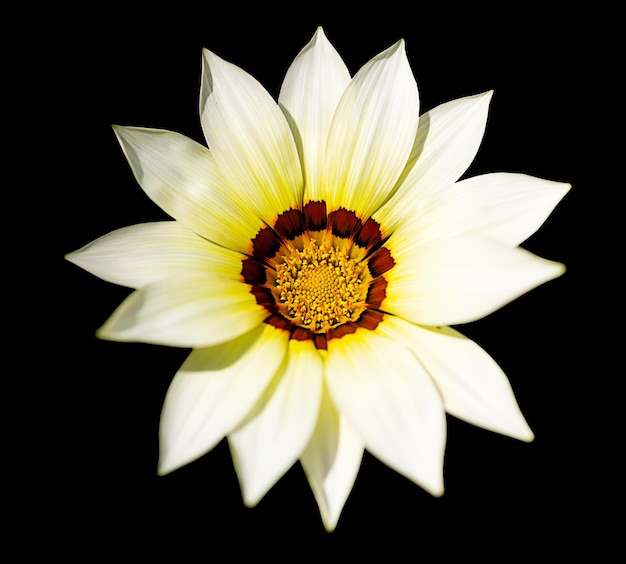 Decorative yellow flower on black background isolated object